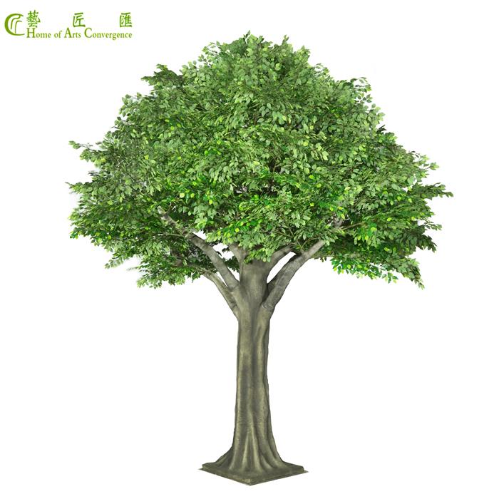 outdoor ficus tree large