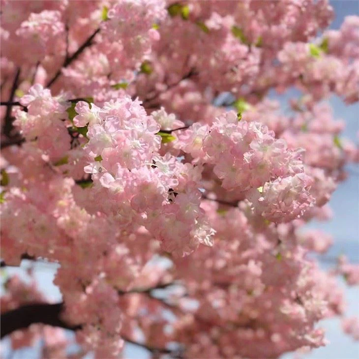 14ft Pink False Cherry Tree